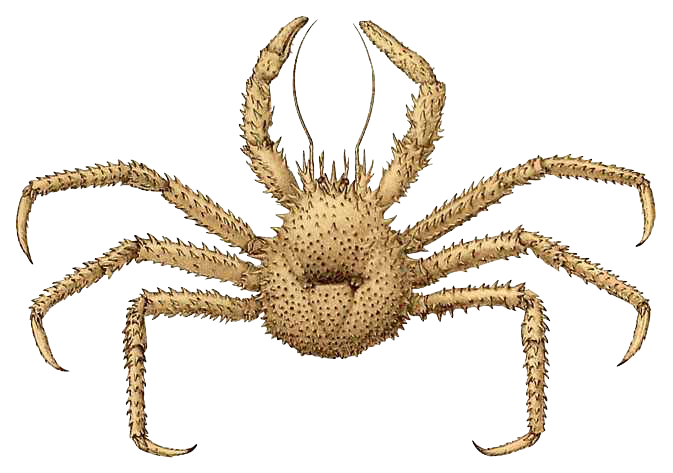 Illustration: Cost-Benefit Analysis: Event Contracts vs. Traditional Derivative Hedging