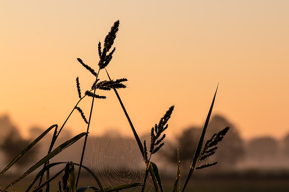 Illustration: The Future of Farming: Weather Contracts as Core Risk Management Strategy Illustration: The Future of Farming: Weather Contracts as Core Risk Management Strategy